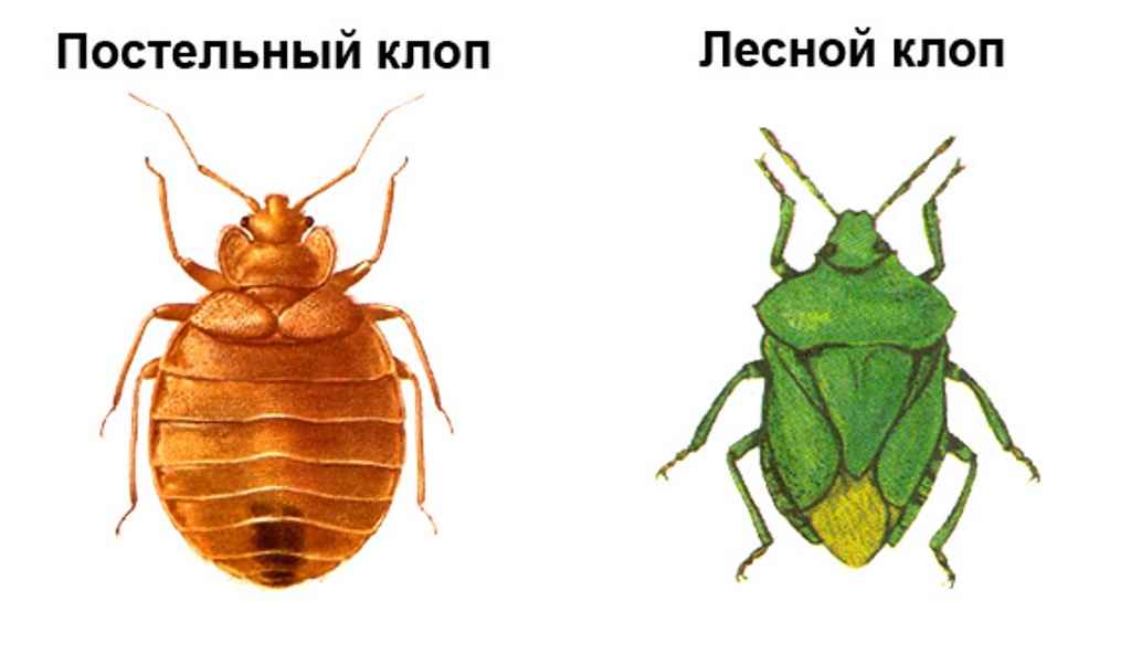 На фото описаны виды клопов